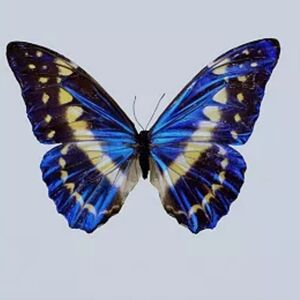 Meet your Posher, Butterfly Reid